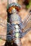 Upper close-up of Dragonfly ðŸ˜ðŸ¤©ðŸ˜